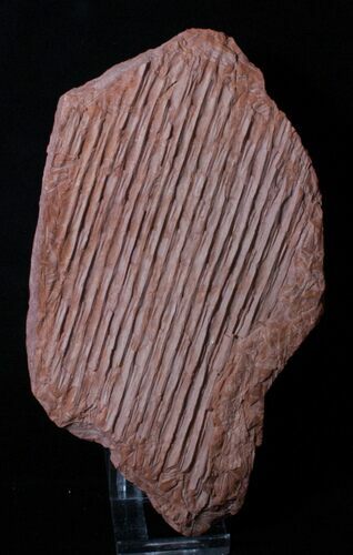 Carboniferous Sigillaria (Clubmoss) Plant Fossil #3321